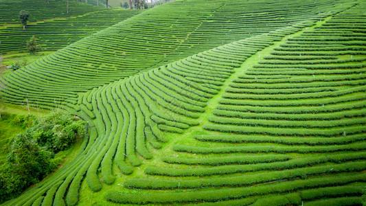 山上的茶叶农场在明亮的一天在济州岛照片  |在光滑的山丘上种植茶
