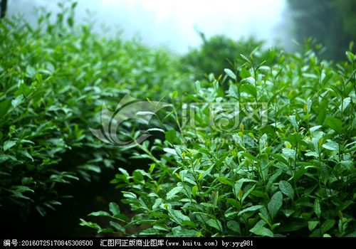 茶场 茶叶 种植 茶树 茶园_正版商业图片