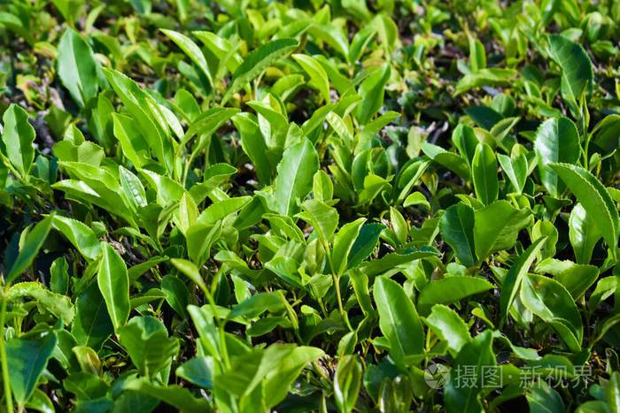 茶叶,葡萄牙茶叶种植园,亚速尔群岛照片-正版商用图片29fujp-摄图新