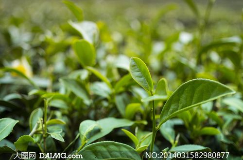 在种植园里的茶叶特写摄影高清图片