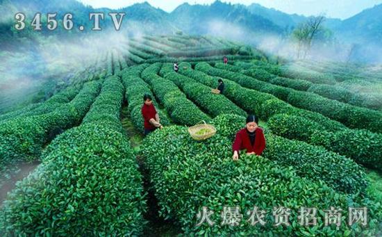 如何种植高山茶叶,种植高山茶叶的方法