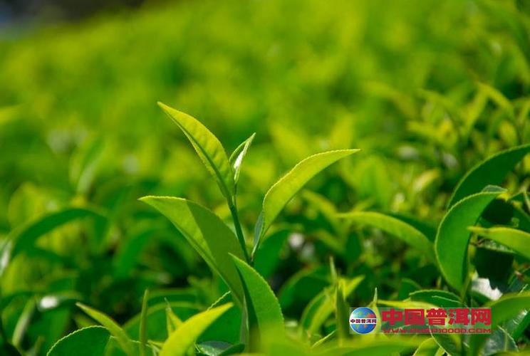 茶树叶子生育和消长规律-种植知识-普洱茶栽培-中国普洱网—普洱茶