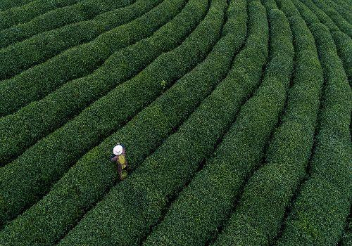 茶叶栽培技术 -种植知识- 土流网