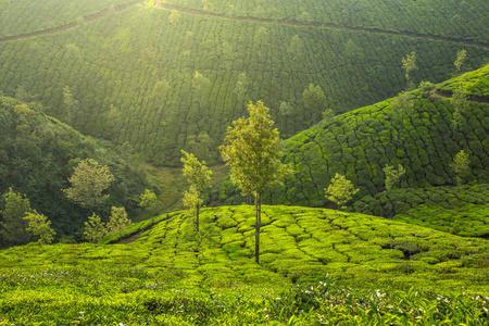 新在斯里兰卡在新德里的茶叶种植园照片