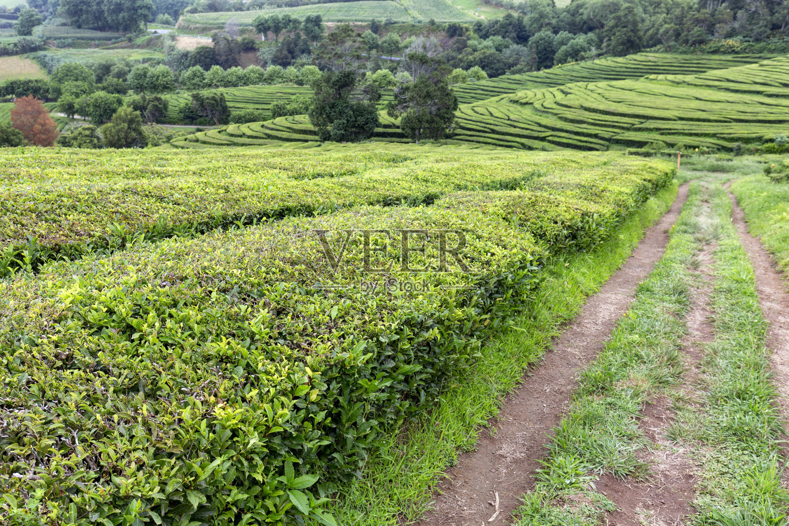 圣米格尔的茶叶种植照片摄影