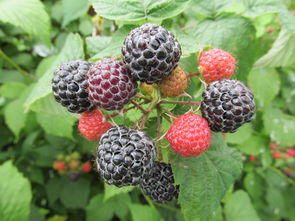 himbeerstrauch,山莓,水果,食品,性质,叶子,健康,厂,绿色,花园,夏季